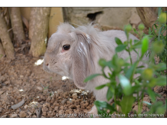 Panpan - Photo de Rongeurs