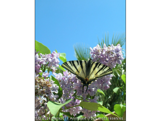 papillon - Photo de Microcosme