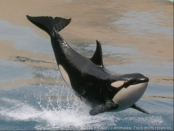 orque - Photo de Faune marine