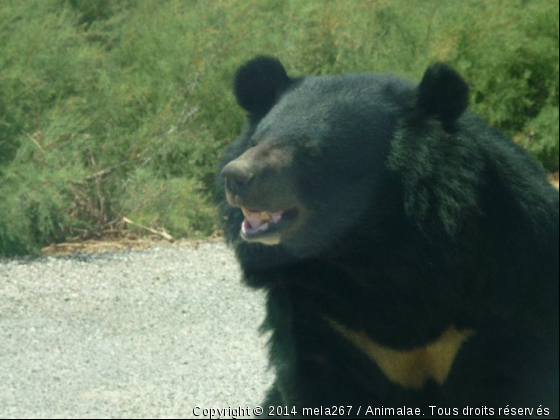 ours - Photo de Animaux sauvages