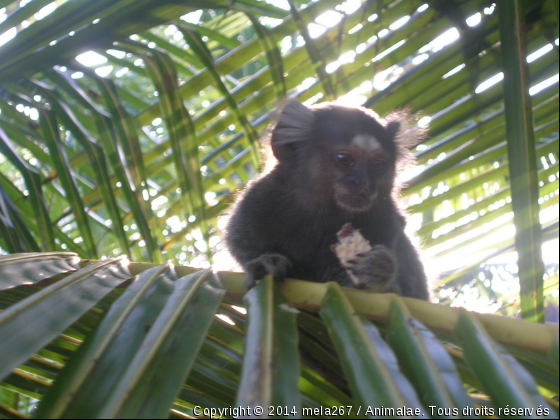petit singe - Photo de Animaux sauvages
