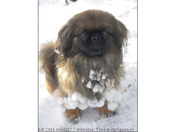 le chien qui fait des boules de neige - Photo de Chiens