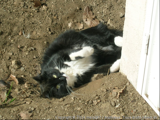 que c est bon le soleil  - Photo de Chats