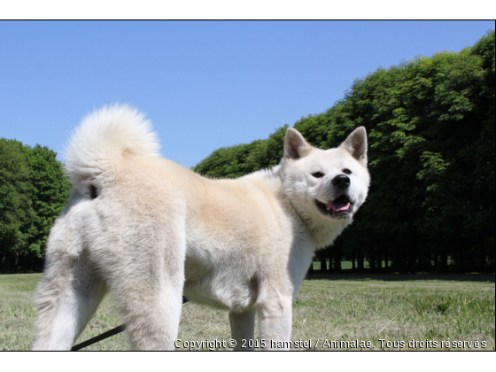 stinky - Photo de Chiens