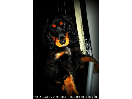 Galia - Photo de Chiens