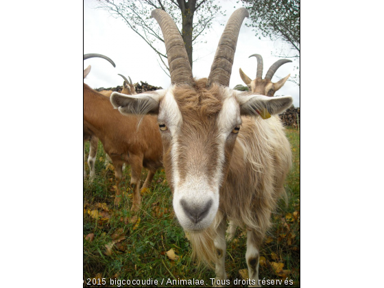 Une des copines allemandes de Jasmine - Photo de Animaux Ferme