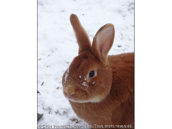 mon lapin POUNY à la neige Fauve de Bourgogne - Photo de Rongeurs