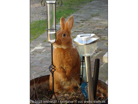 POUNY mon gros  Lapin debout Fauve de Bourgogne - Photo de Rongeurs