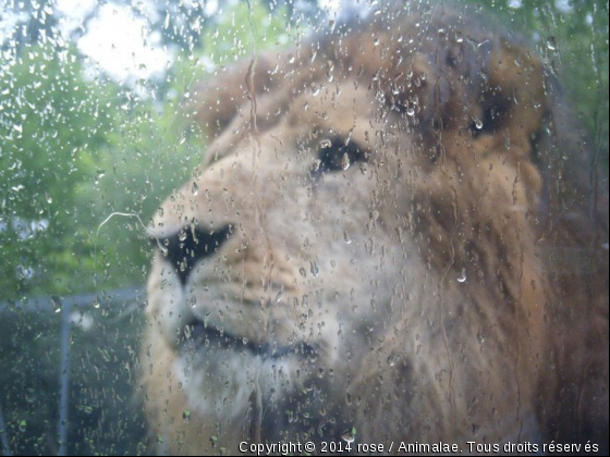un magnifique lion - Photo de Animaux sauvages