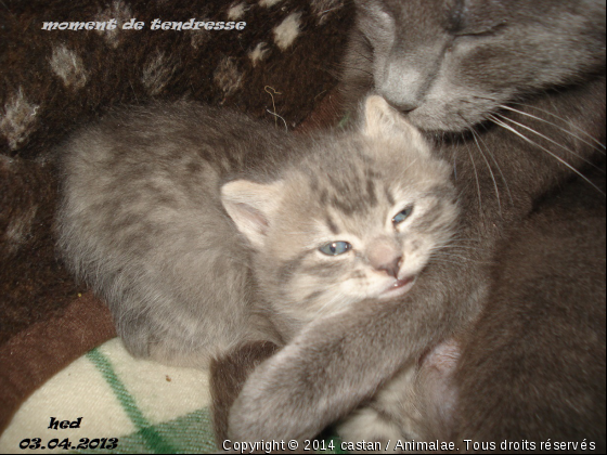 bébé de laïka - Photo de Chats