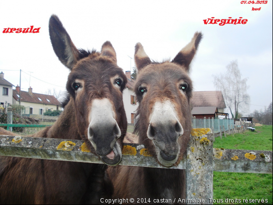 ursula   virginie - Photo de Chevaux