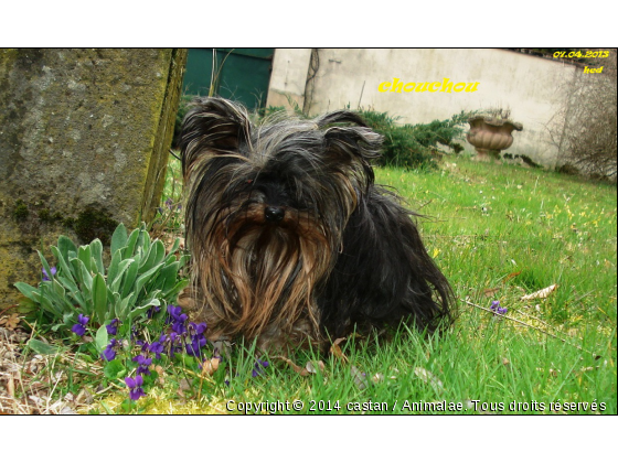 chouchou - Photo de Chiens