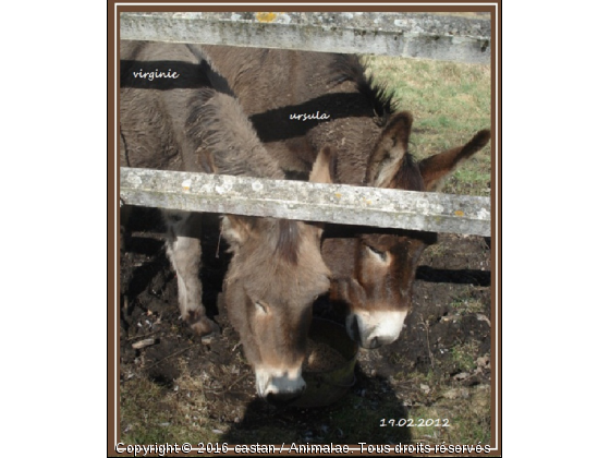 virginie et ursula sa fille - Photo de Animaux Ferme