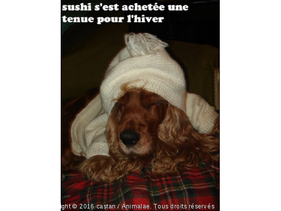 sushi grand froid - Photo de Chiens