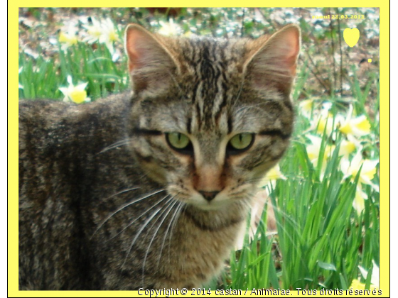 chat au jardin - Photo de Chats