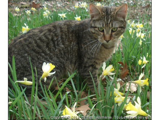 chat au jardin - Photo de Chats