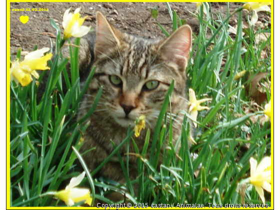 chat - Photo de Chats