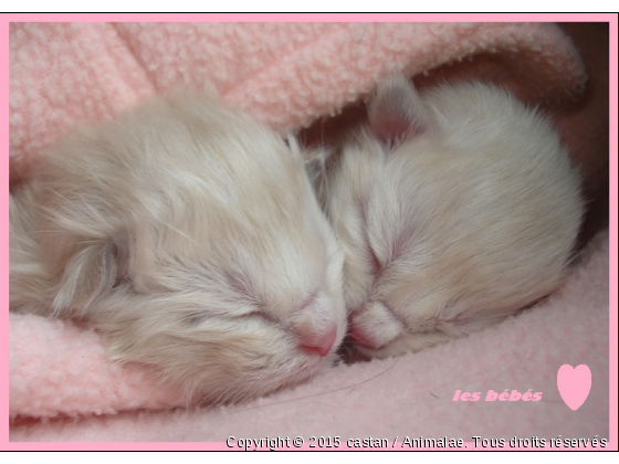 les bébés - Photo de Chats