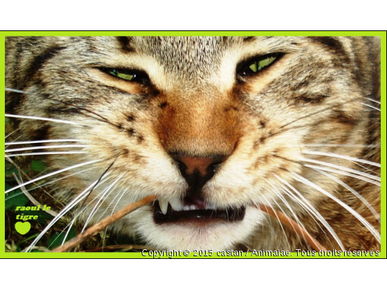 raoul le tigre - Photo de Chats