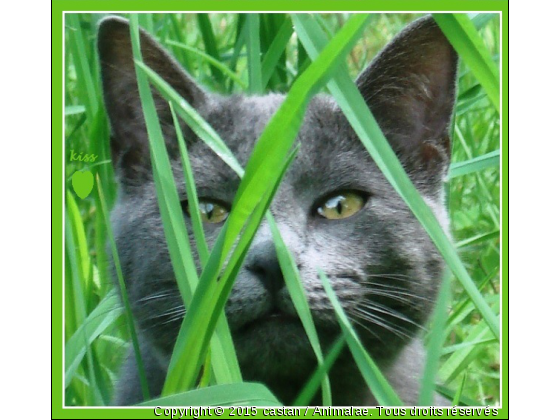 KISS - Photo de Chats