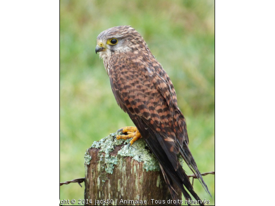 un oiseau dans le froid - Photo de Oiseaux