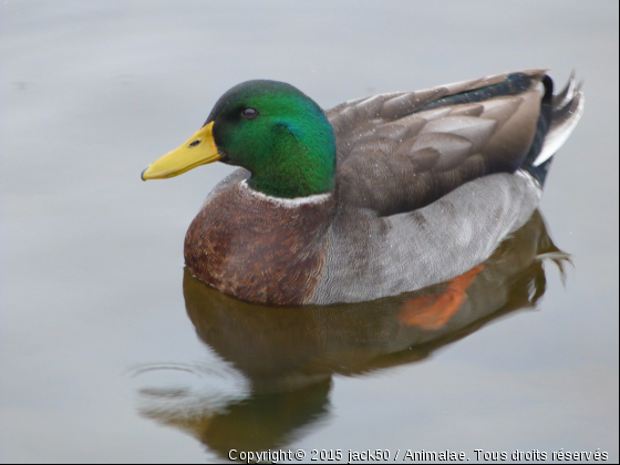 un peu de calme - Photo de Oiseaux