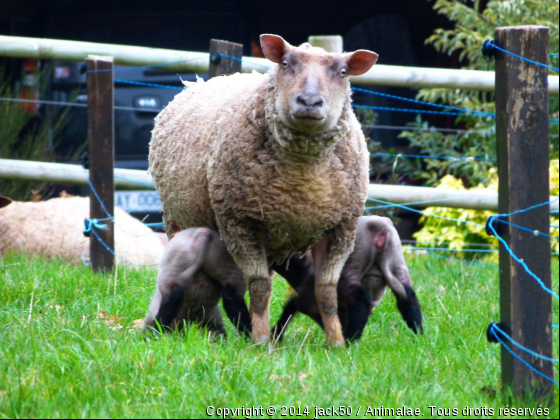 Mamannn!! - Photo de Animaux Ferme