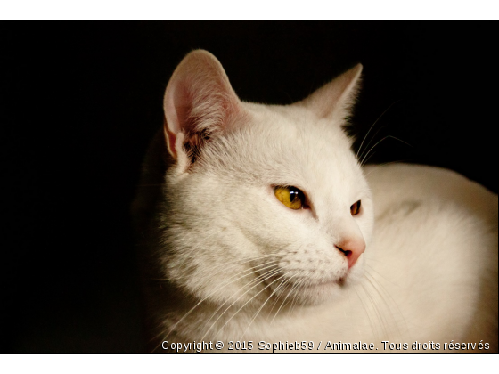 mon pti fonzi alias blanc blanc - Photo de Chats