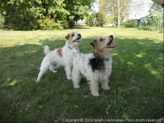 MOI ET MON POTE LOUPING - Photo de Chiens