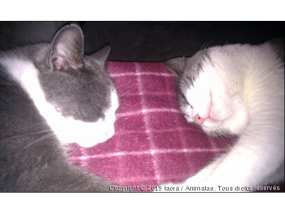 2 sours jumelles - Photo de Chats