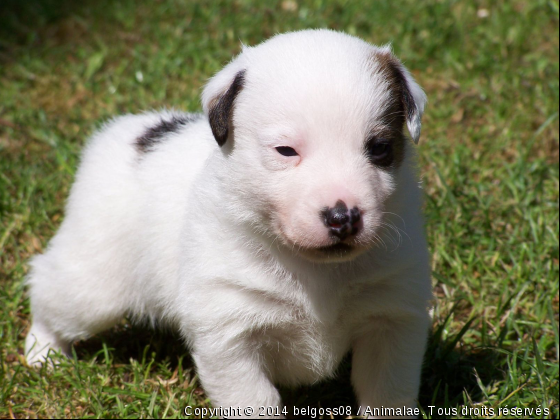 douki - Photo de Chiens