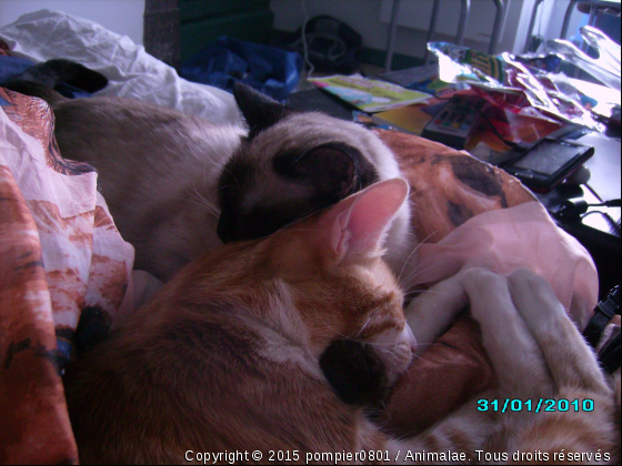 Angèl et caramel - Photo de Chats