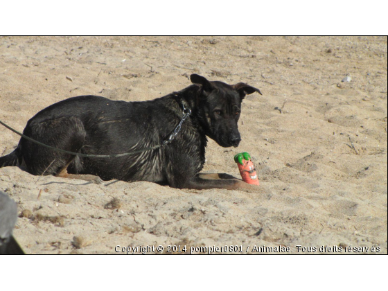 ziggy - Photo de Chiens