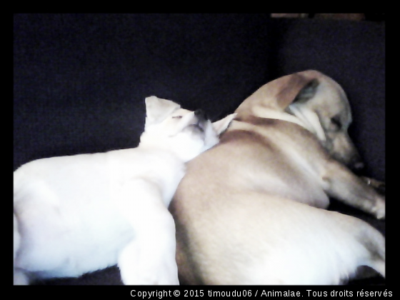 timou&amp;tina - Photo de Chiens