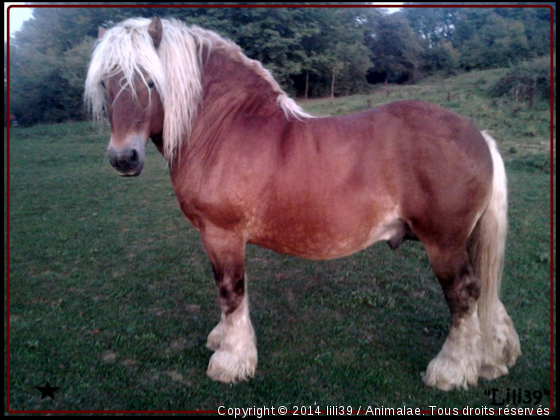 Pépito - Photo de Chevaux