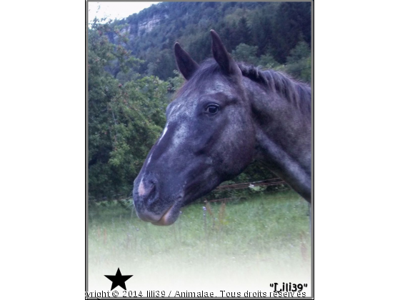 Two gibson du Tourau - Photo de Chevaux