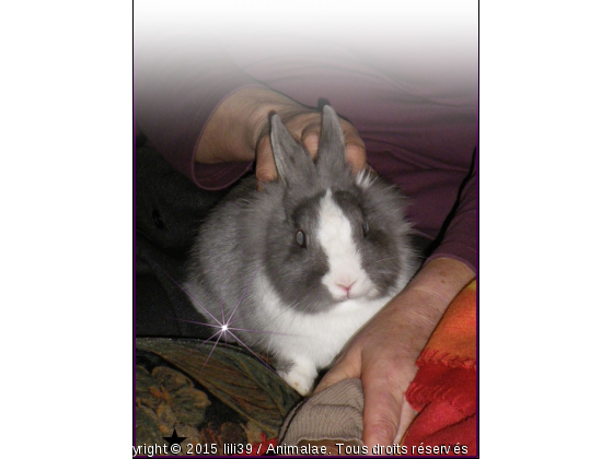 Lapin nain ::&gt;  Bonzai - Photo de Rongeurs