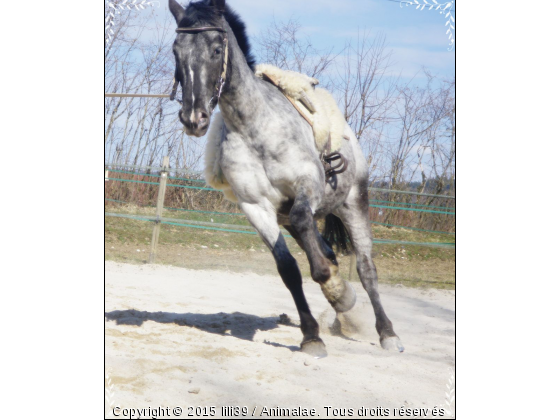 Two gibson du Tourau - Photo de Chevaux