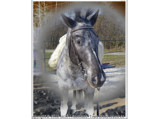 Two gibson du Tourau - Photo de Chevaux