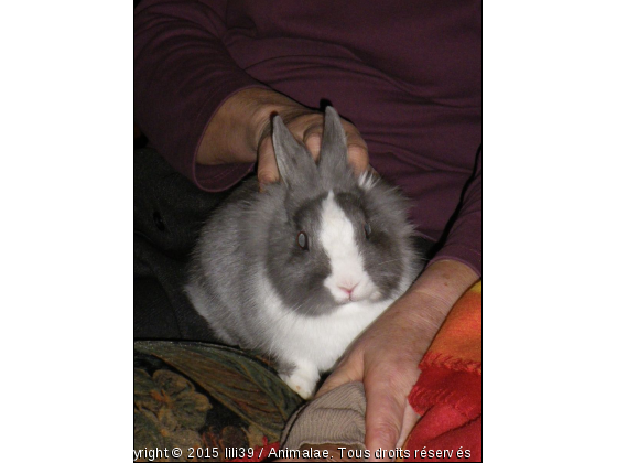 Lapin nain ::&gt;  Bonzai - Photo de Rongeurs