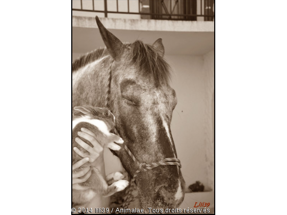 Mes loulous :) - Photo de Chevaux