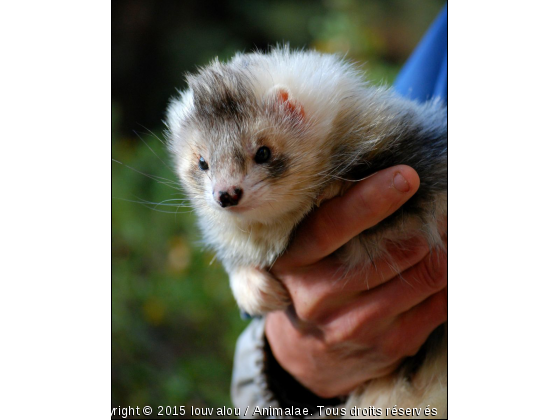 Farigoule - Photo de Animaux sauvages