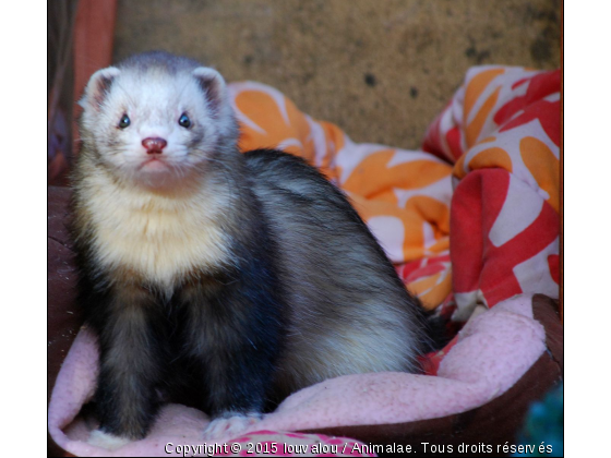 Spigol - Photo de Animaux sauvages