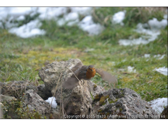 L&#039;envol - Photo de Oiseaux