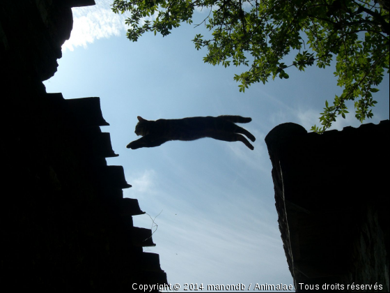 Léo le voltigeur - Photo de Chats