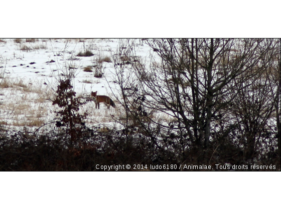 renard sous la neige - Photo de Animaux sauvages