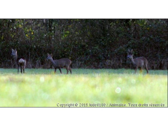 chevreuils au petit matin - Photo de Animaux sauvages