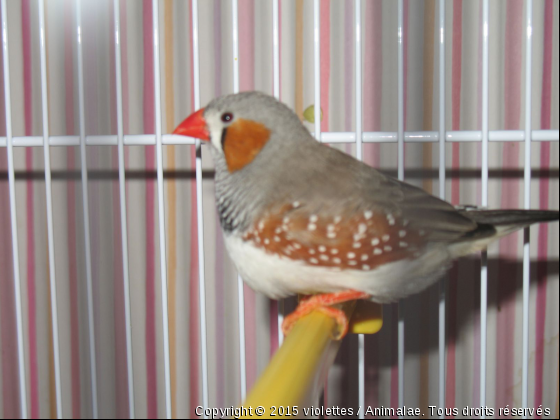 mon mandarin male NOUGAT - Photo de Oiseaux