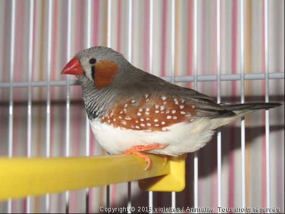 mandarin male Nouga - Photo de Oiseaux