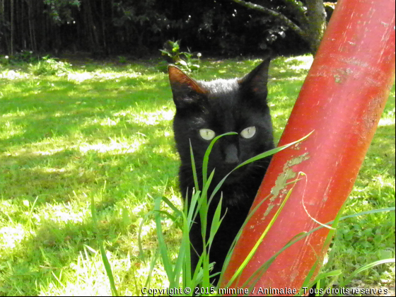 mon choupi - Photo de Chats